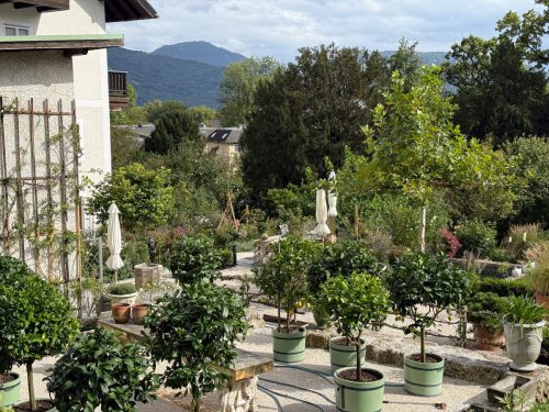 Garten-Brunnhausgasse-Sept10