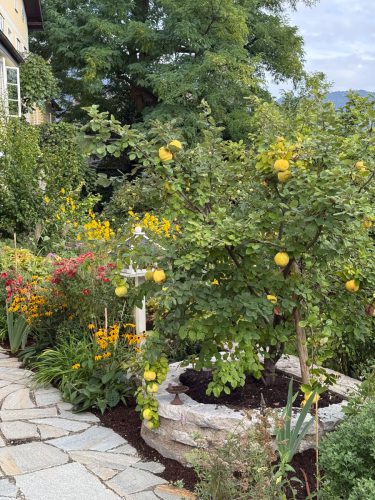 Garten-Brunnhausgasse-Sept14