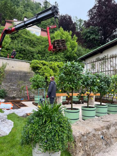 Garten-Brunnhausgasse-Mai8