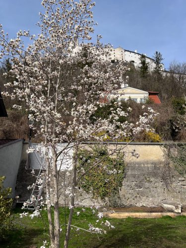 Garten-Brunnhausgasse-Mar-13