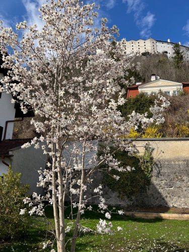 Garten-Brunnhausgasse-Mar-17